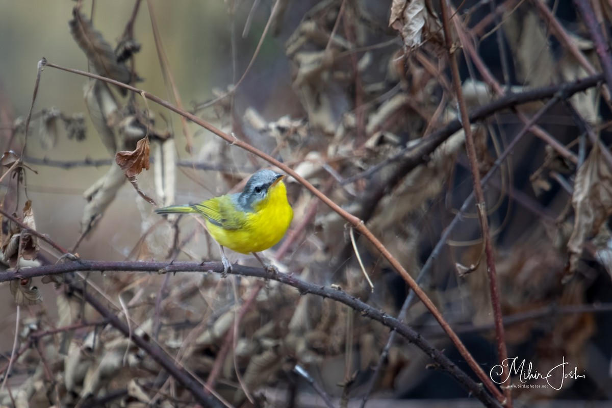 Gray-hooded Warbler - ML620492560