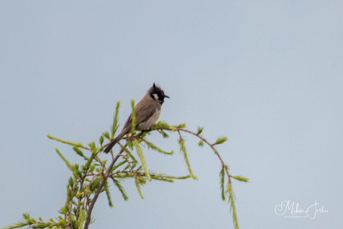 Bulbul à joues blanches - ML620492562