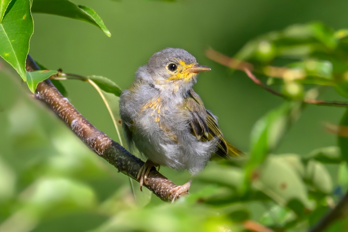 Yellow Warbler - ML620492565