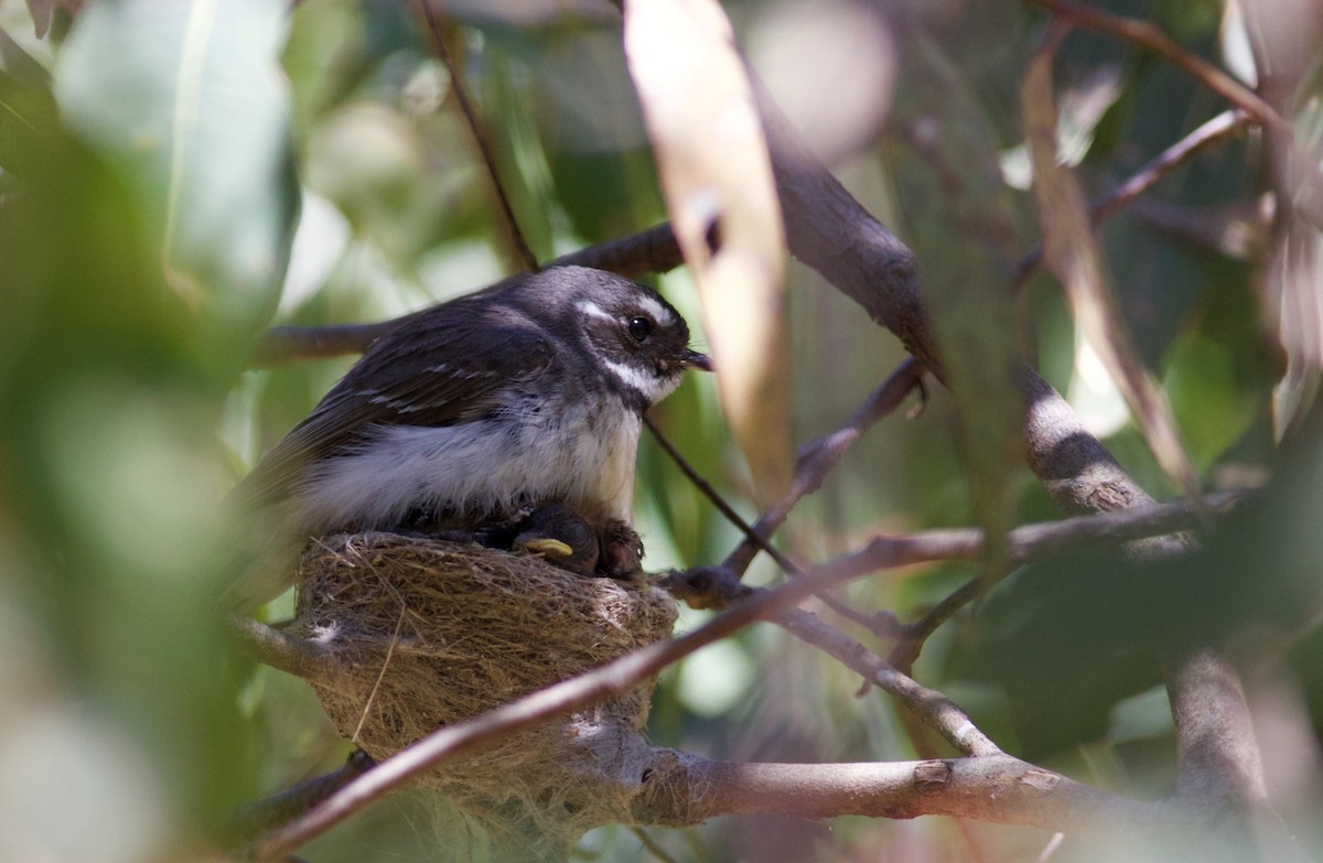 Gray Fantail - ML620492566