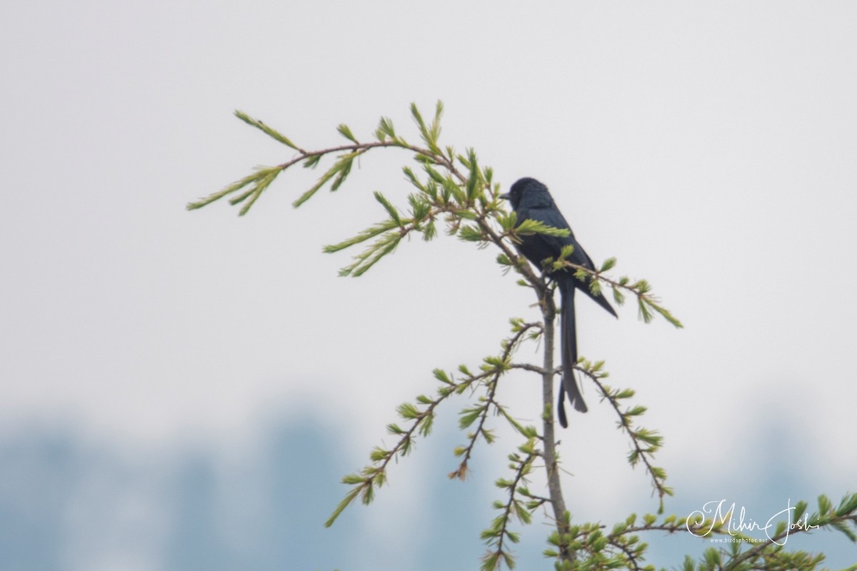 Kül Rengi Drongo - ML620492569