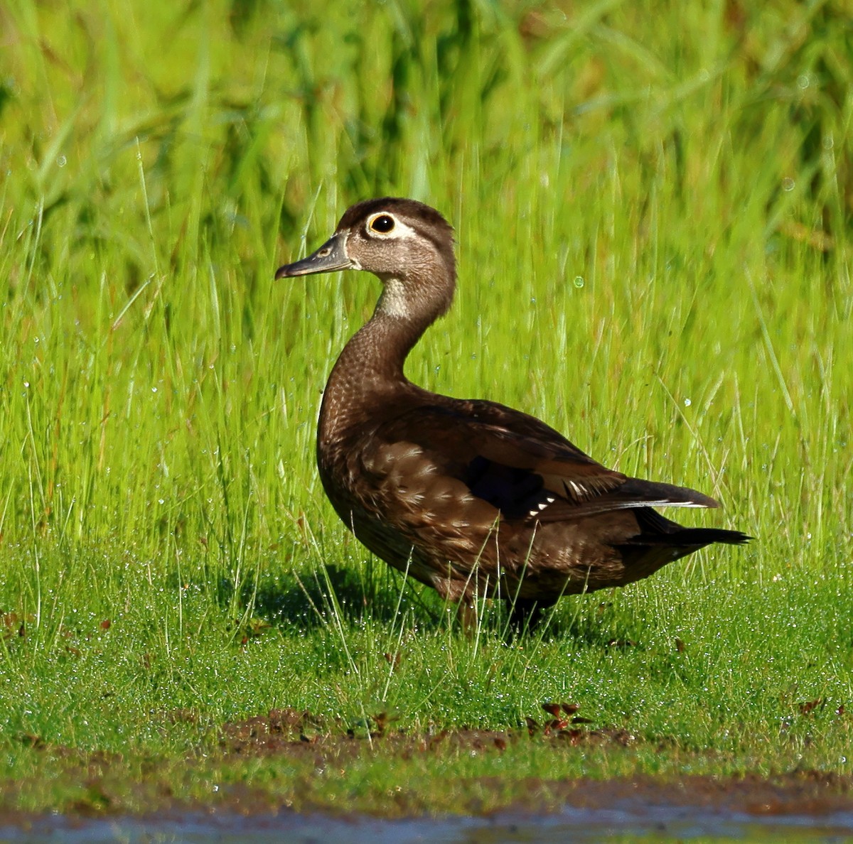 Wood Duck - ML620492570