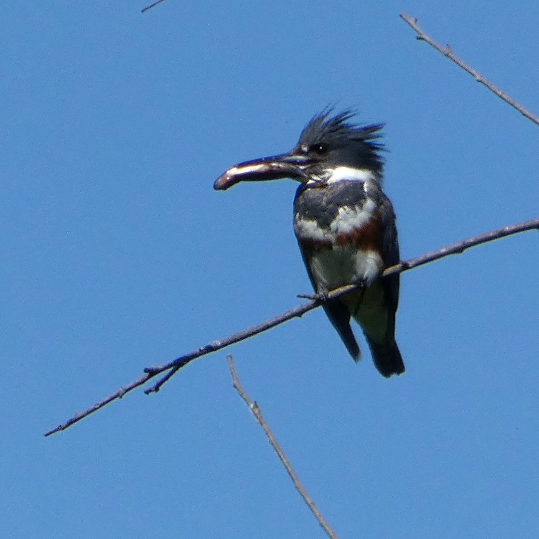 Belted Kingfisher - ML620492575