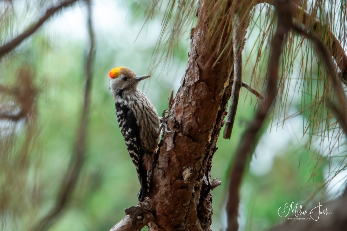 Brown-fronted Woodpecker - ML620492576