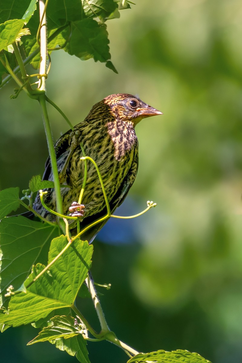 Red-winged Blackbird - Ashley Pichon