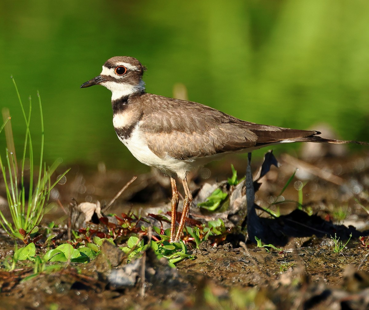 Killdeer - ML620492583