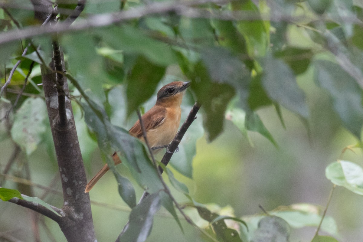 Chestnut-crowned Becard - ML620492586