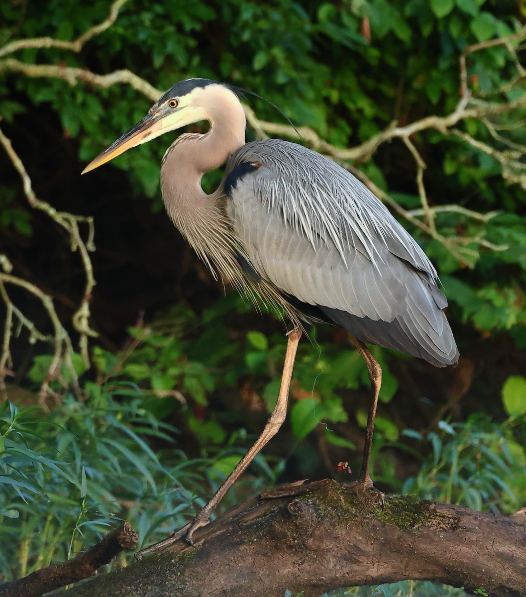 Great Blue Heron - ML620492588