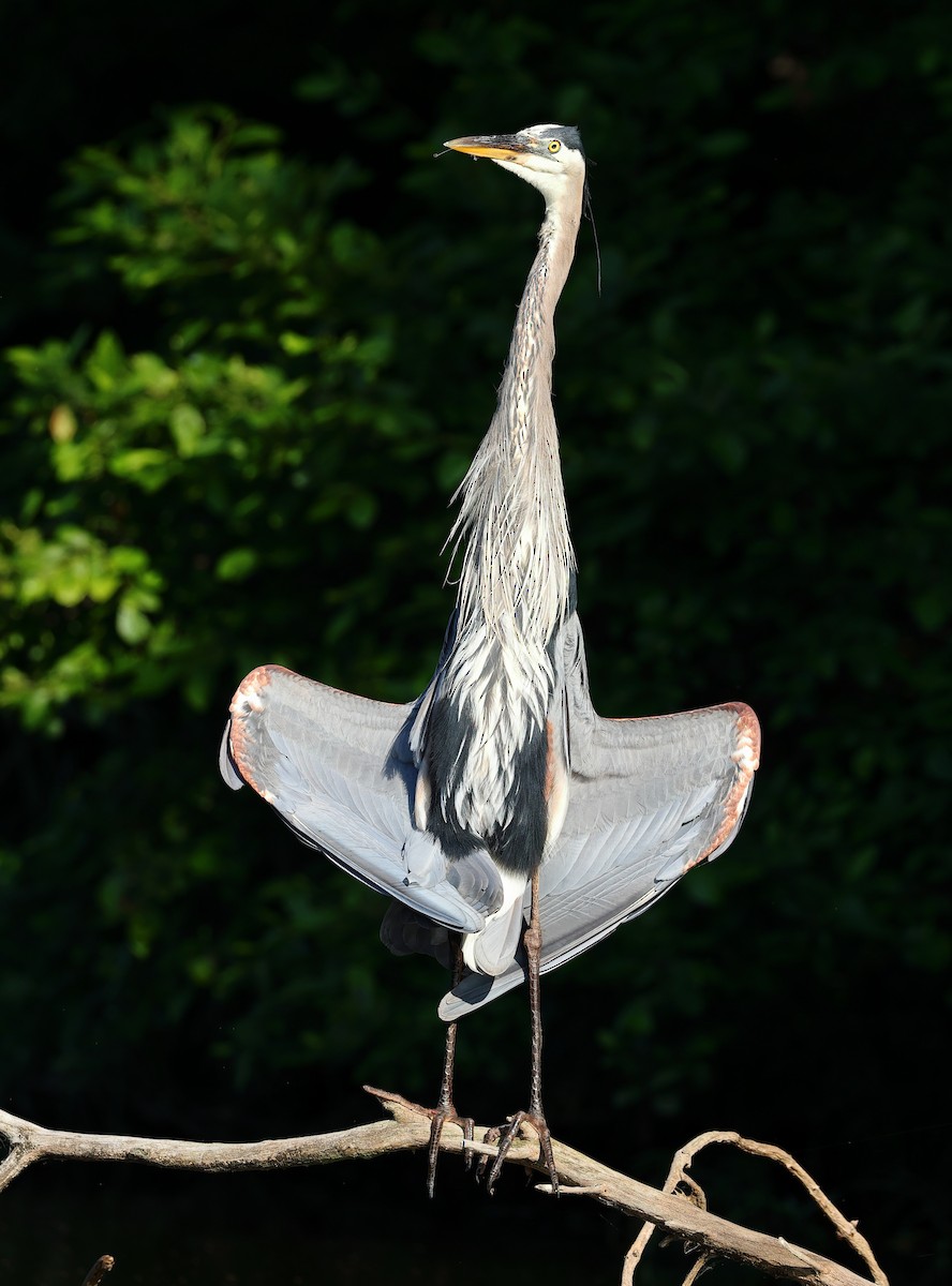 Great Blue Heron - ML620492589