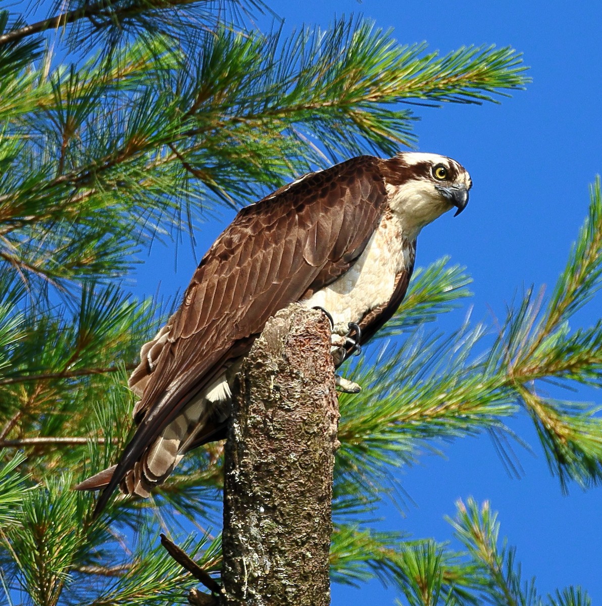 Osprey - ML620492593