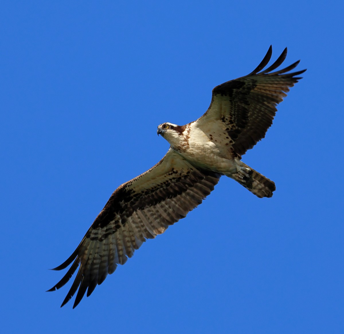 Osprey - ML620492594