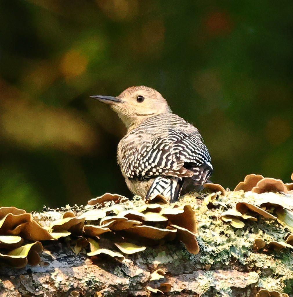 Red-bellied Woodpecker - ML620492597