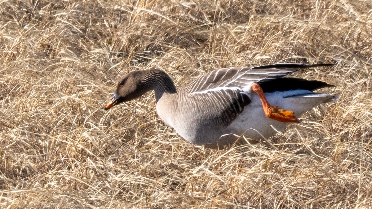 Taiga Bean-Goose - ML620492598