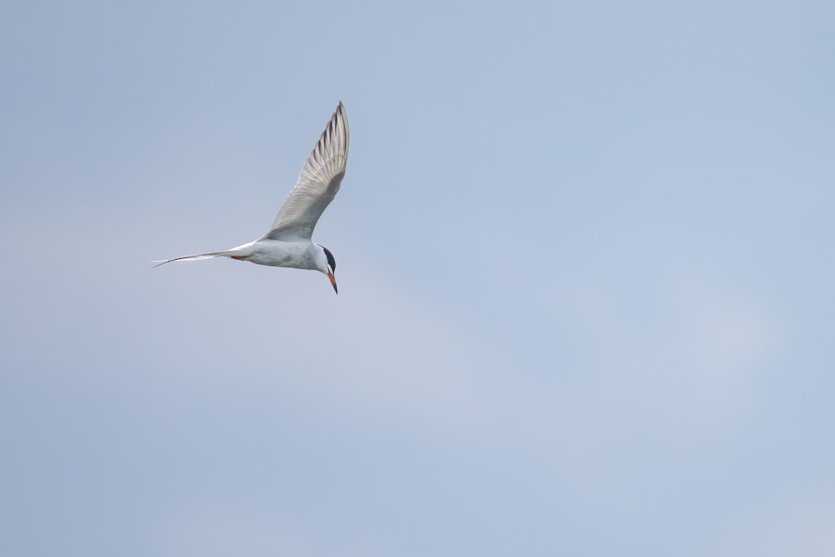 Forster's Tern - ML620492608