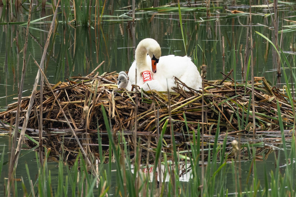 Mute Swan - ML620492610