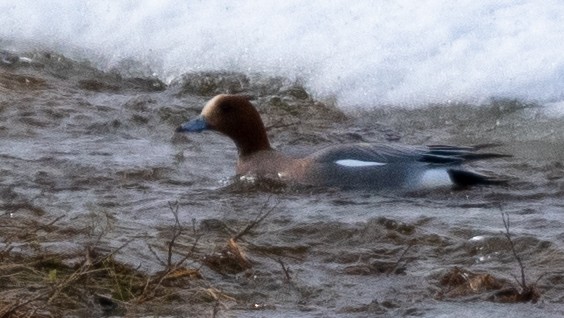 Eurasian Wigeon - ML620492612