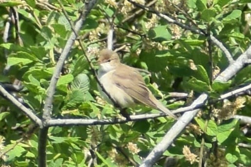 Common Reed Warbler - ML620492613