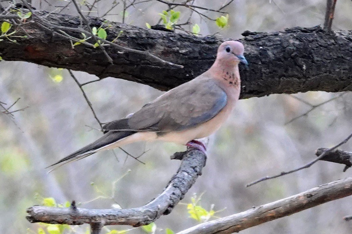 Laughing Dove - ML620492614