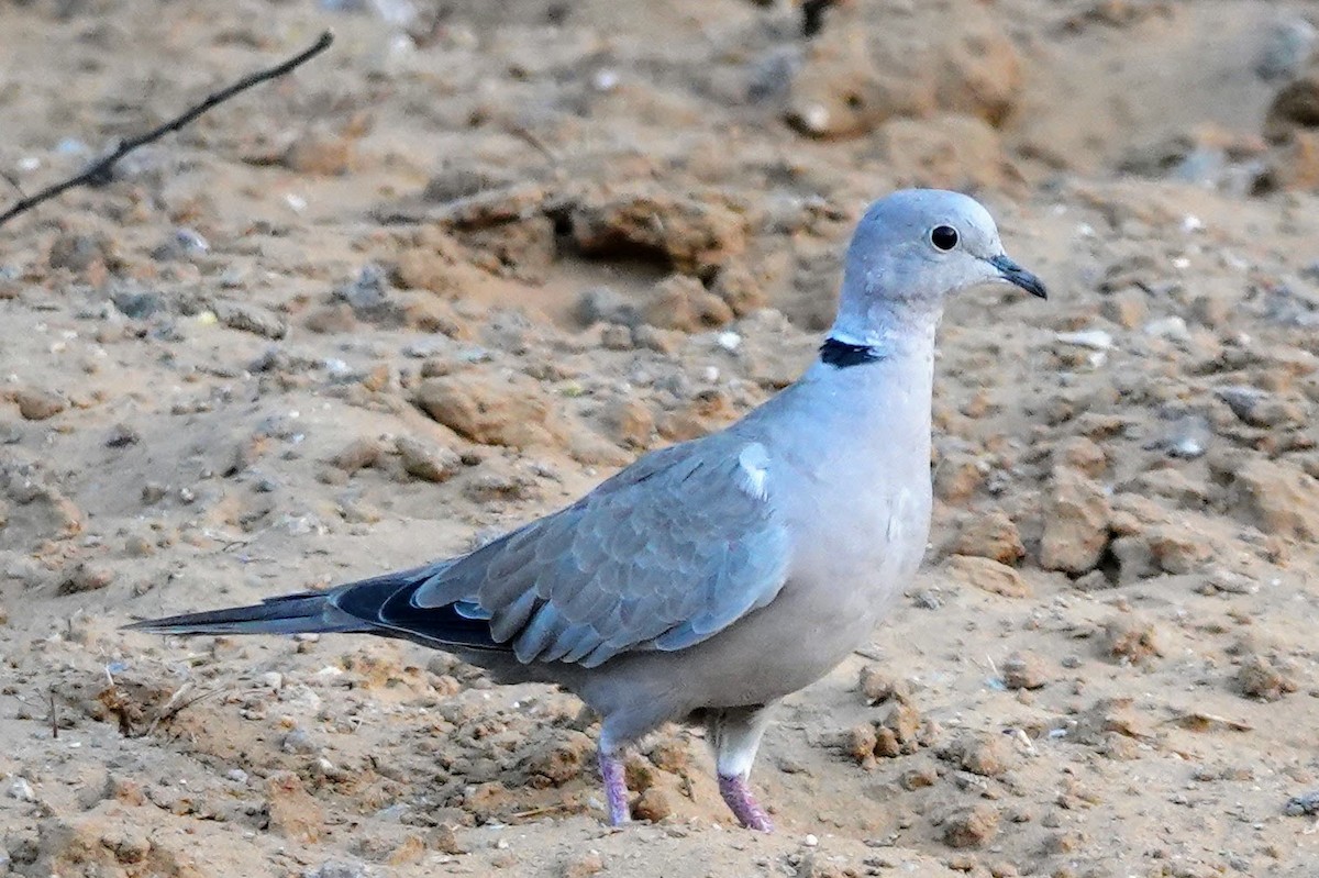 Eurasian Collared-Dove - ML620492621