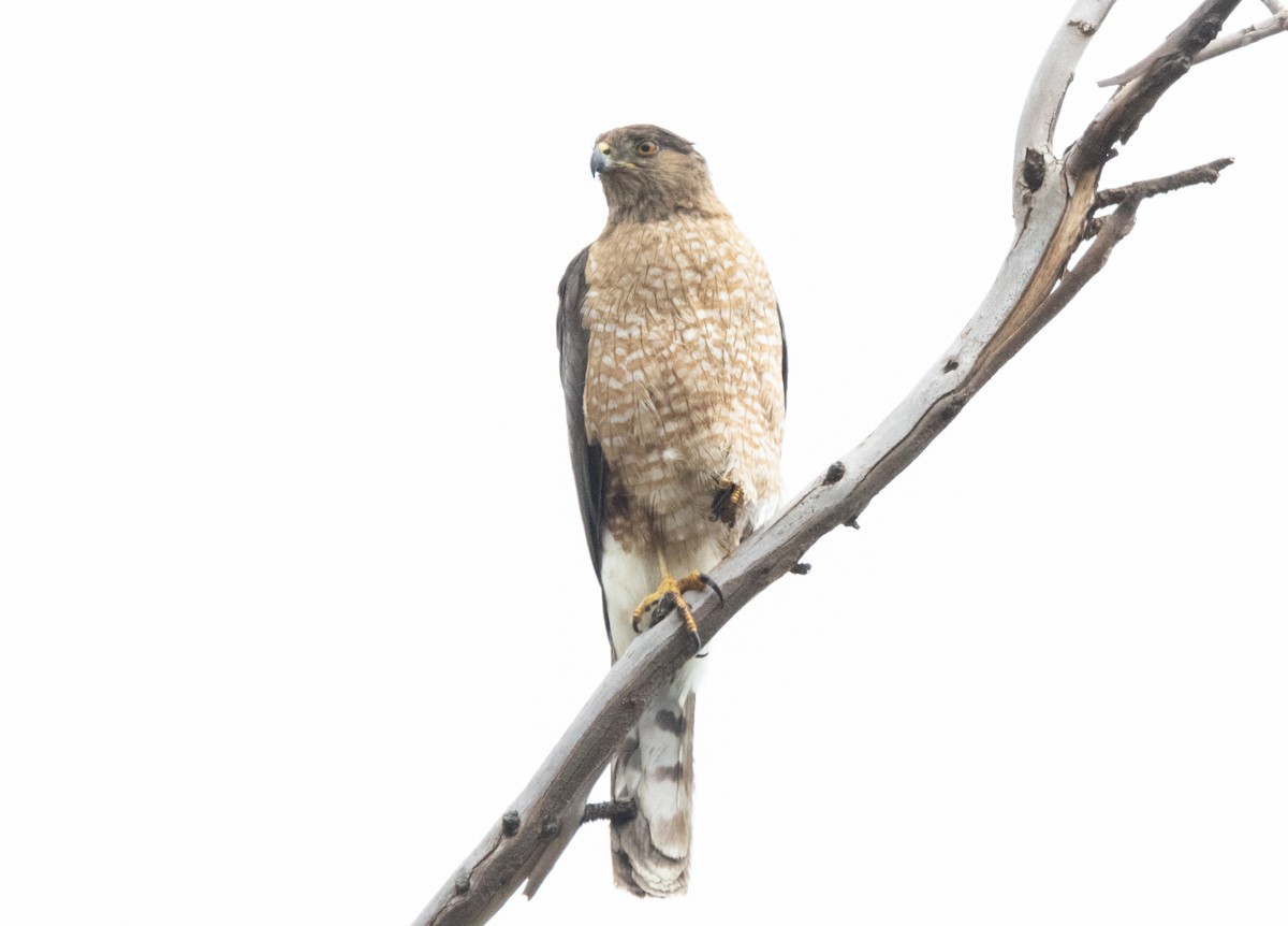 Cooper's Hawk - Timothy Aarons