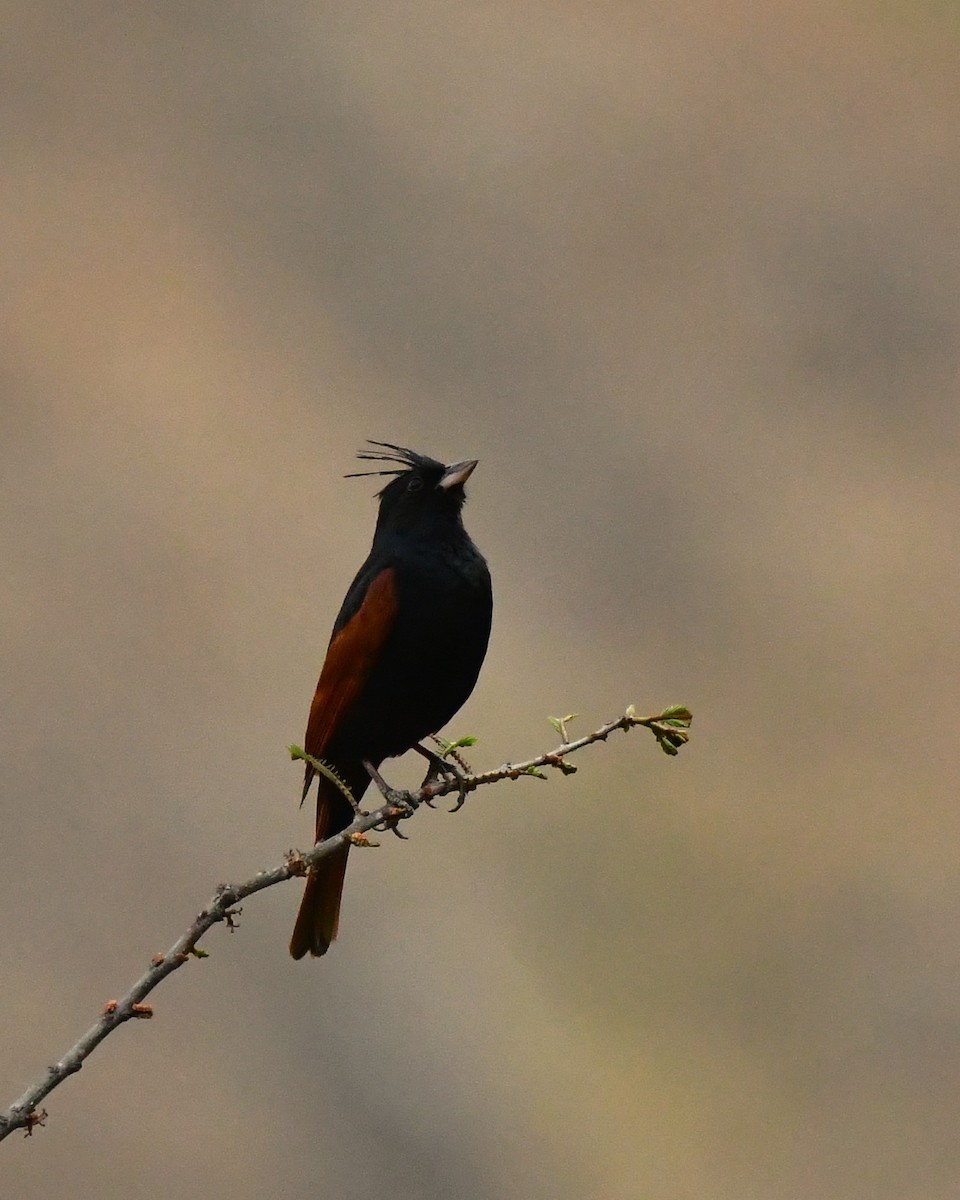 Crested Bunting - ML620492632