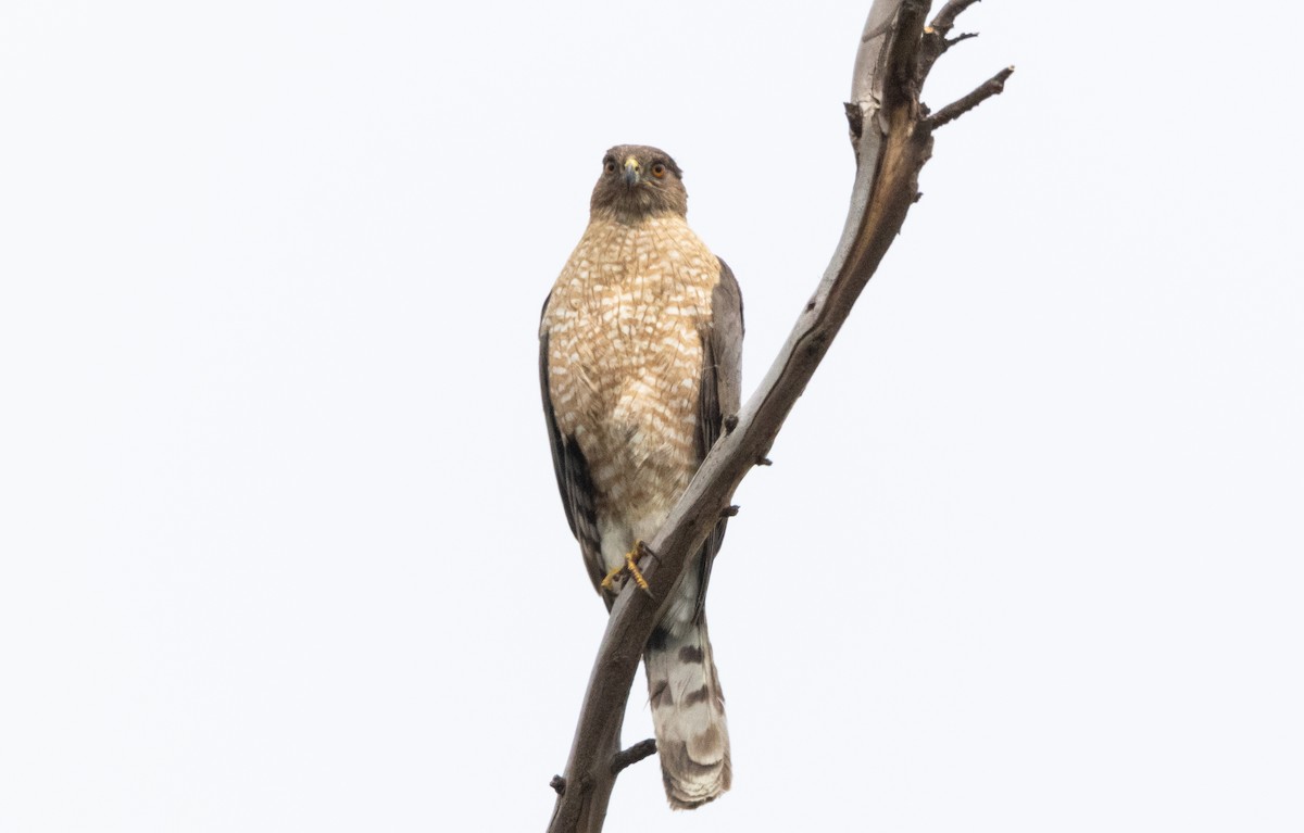 Cooper's Hawk - ML620492638