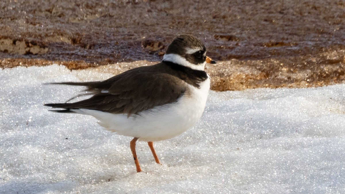 Common Ringed Plover - ML620492641