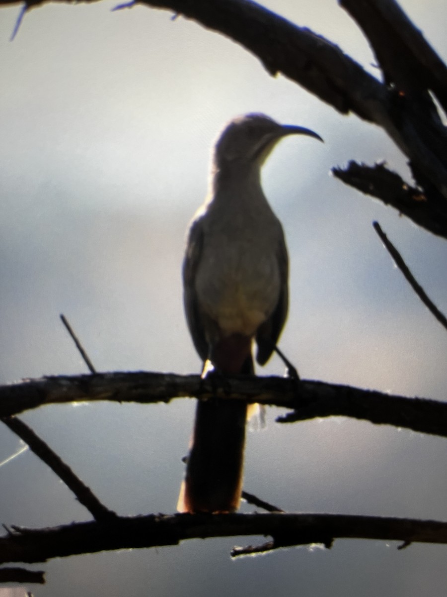 Crissal Thrasher - ML620492647