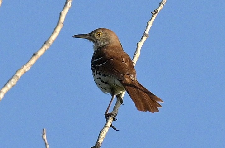 Brown Thrasher - ML620492650