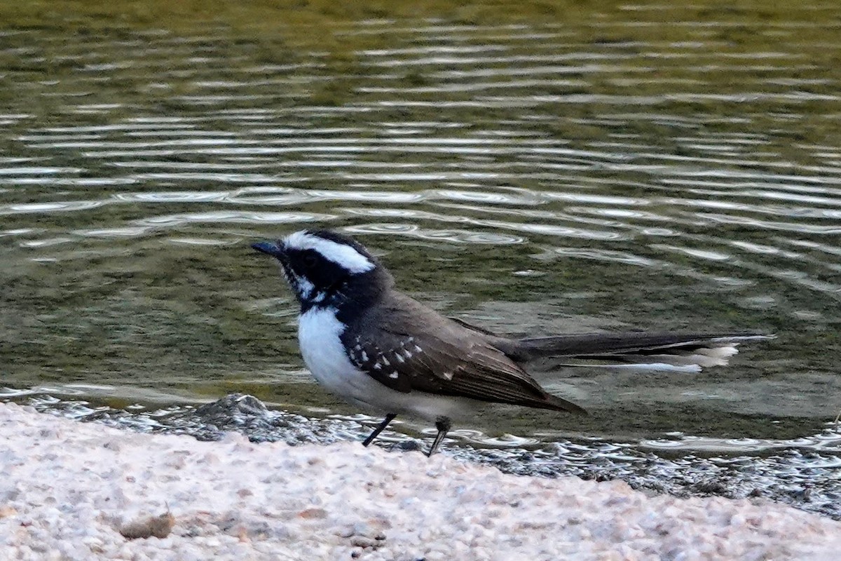 White-browed Fantail - ML620492652