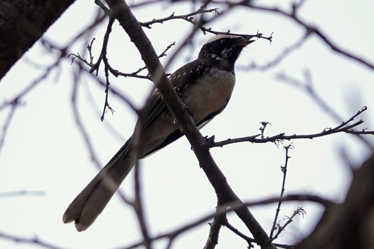 White-browed Fantail - ML620492653