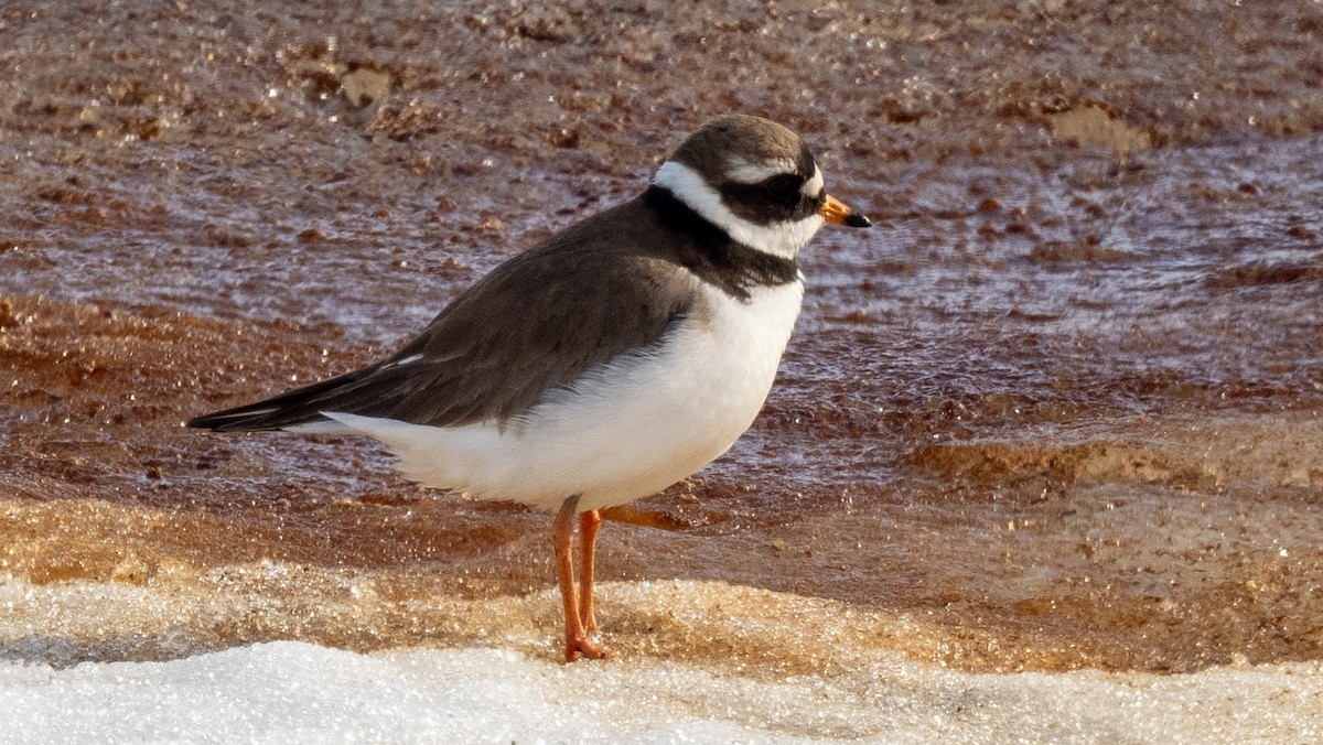 Common Ringed Plover - ML620492656