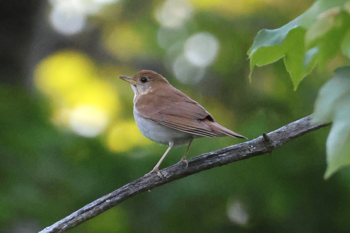 Veery - ML620492657