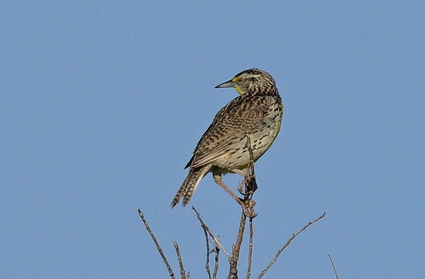 Western Meadowlark - ML620492661