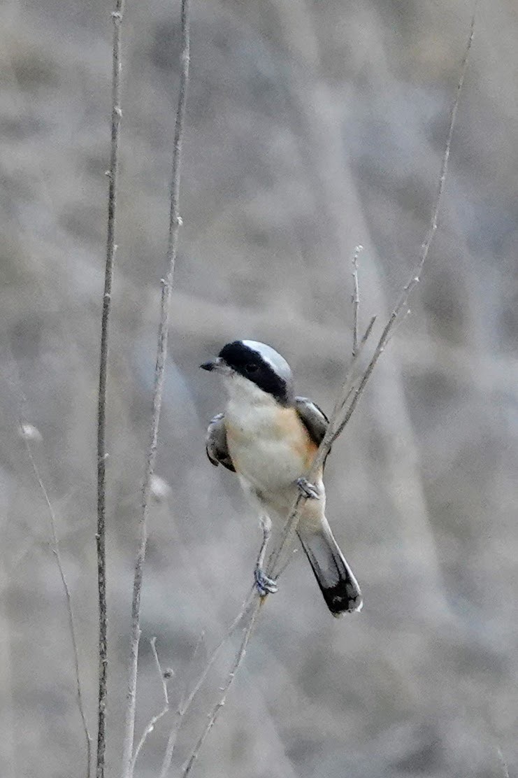 Bay-backed Shrike - ML620492664