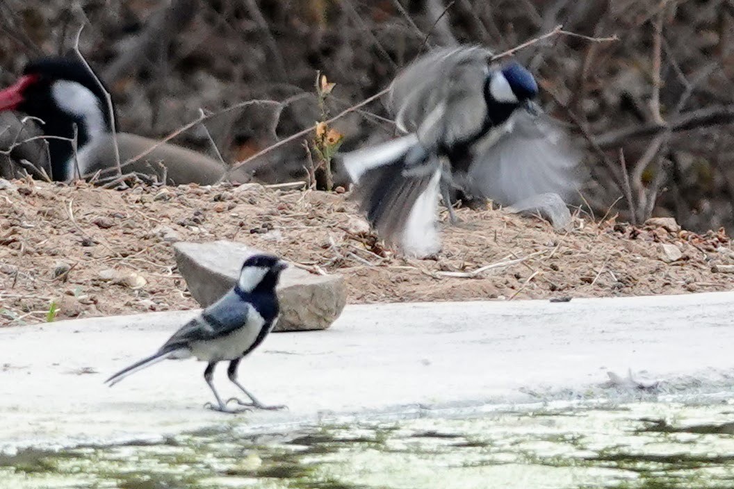 Cinereous Tit - ML620492670