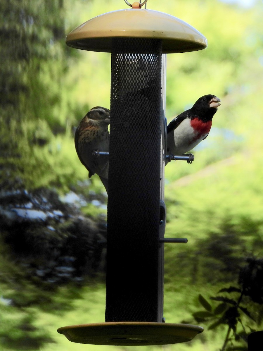 Cardinal à poitrine rose - ML620492672