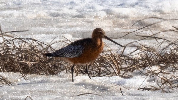 Bar-tailed Godwit - ML620492675