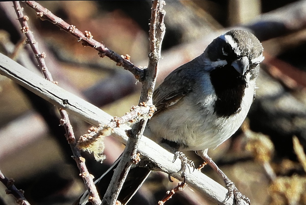 Black-throated Sparrow - ML620492676