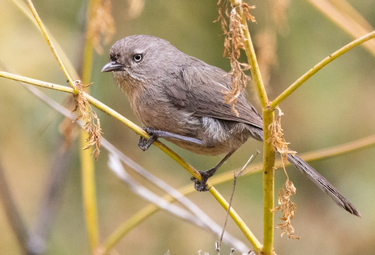 Wrentit - ML620492677