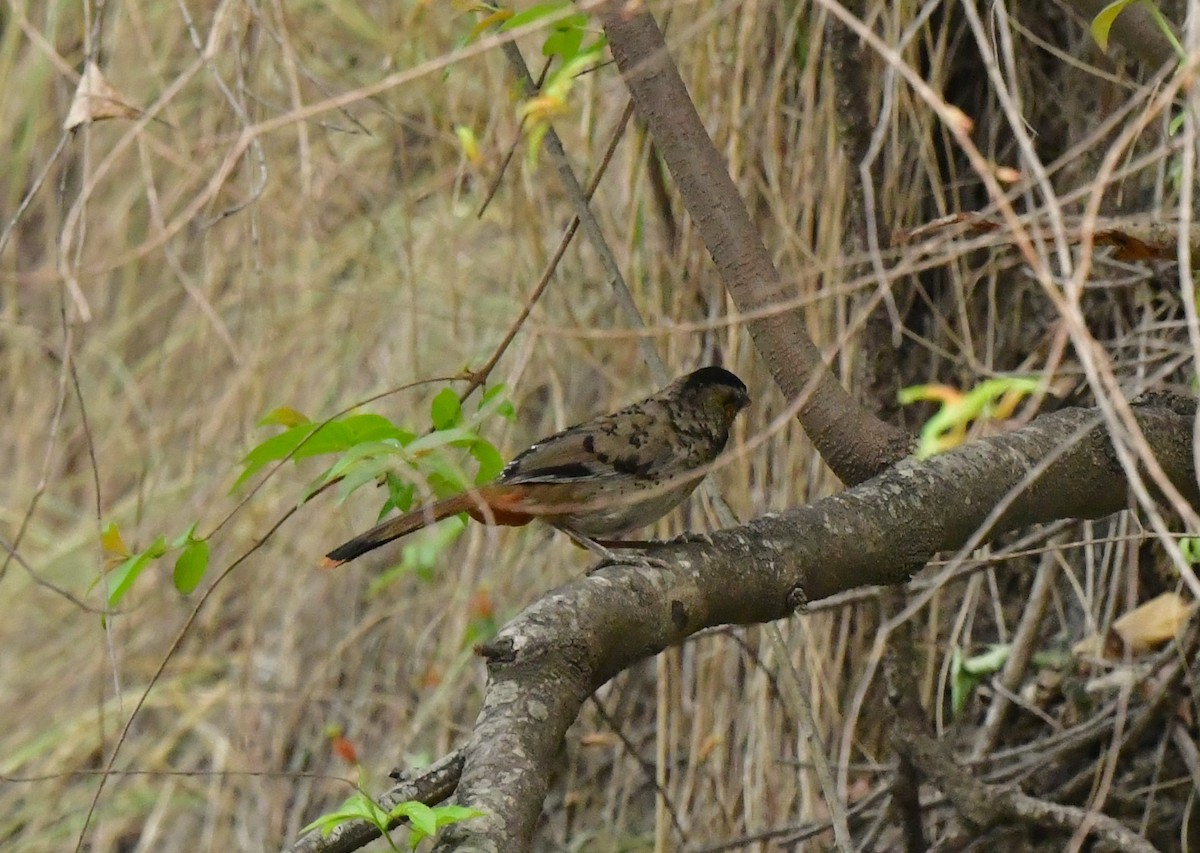 Rufous-chinned Laughingthrush - ML620492688