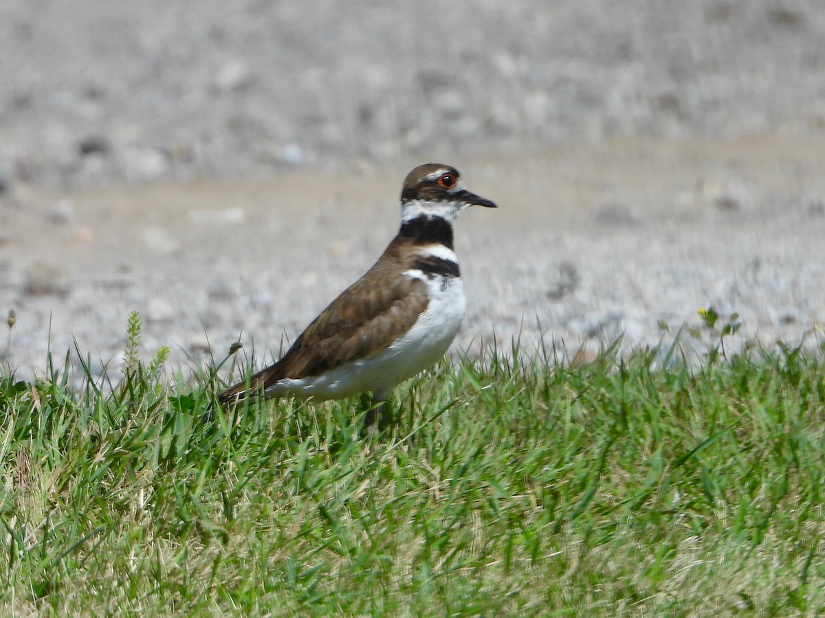 Killdeer - ML620492689