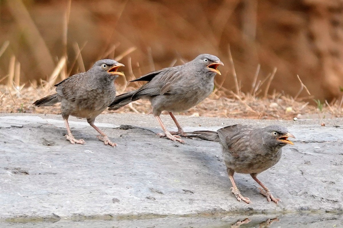 Jungle Babbler - ML620492690