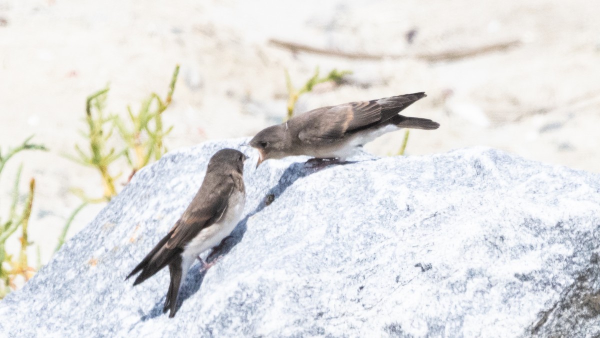 Northern Rough-winged Swallow - ML620492693