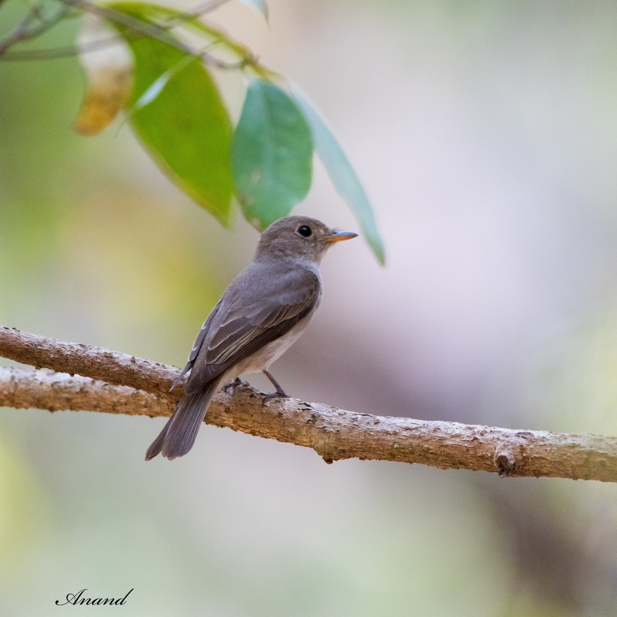 Asian Brown Flycatcher - ML620492705