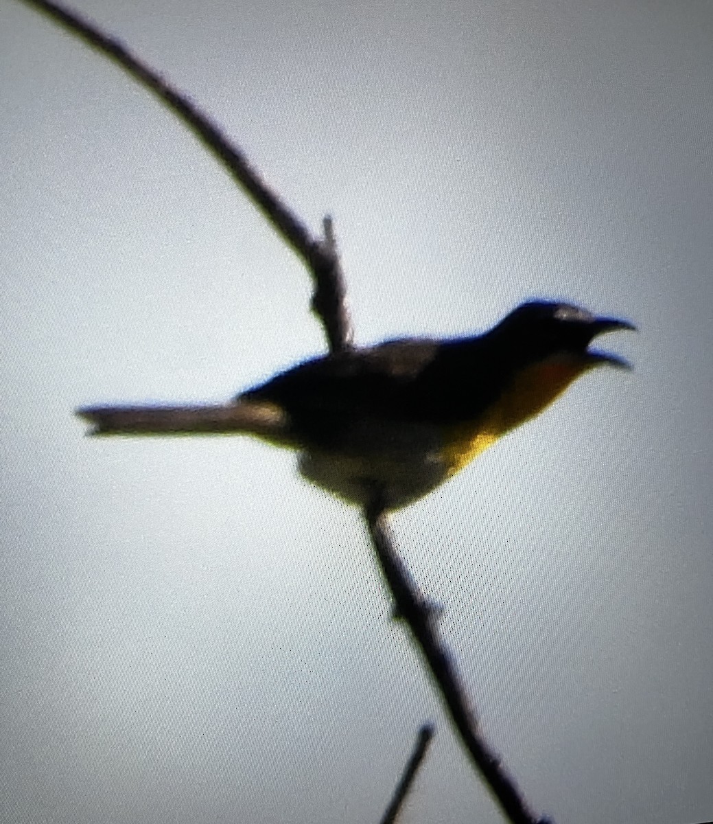 Yellow-breasted Chat - Monique White