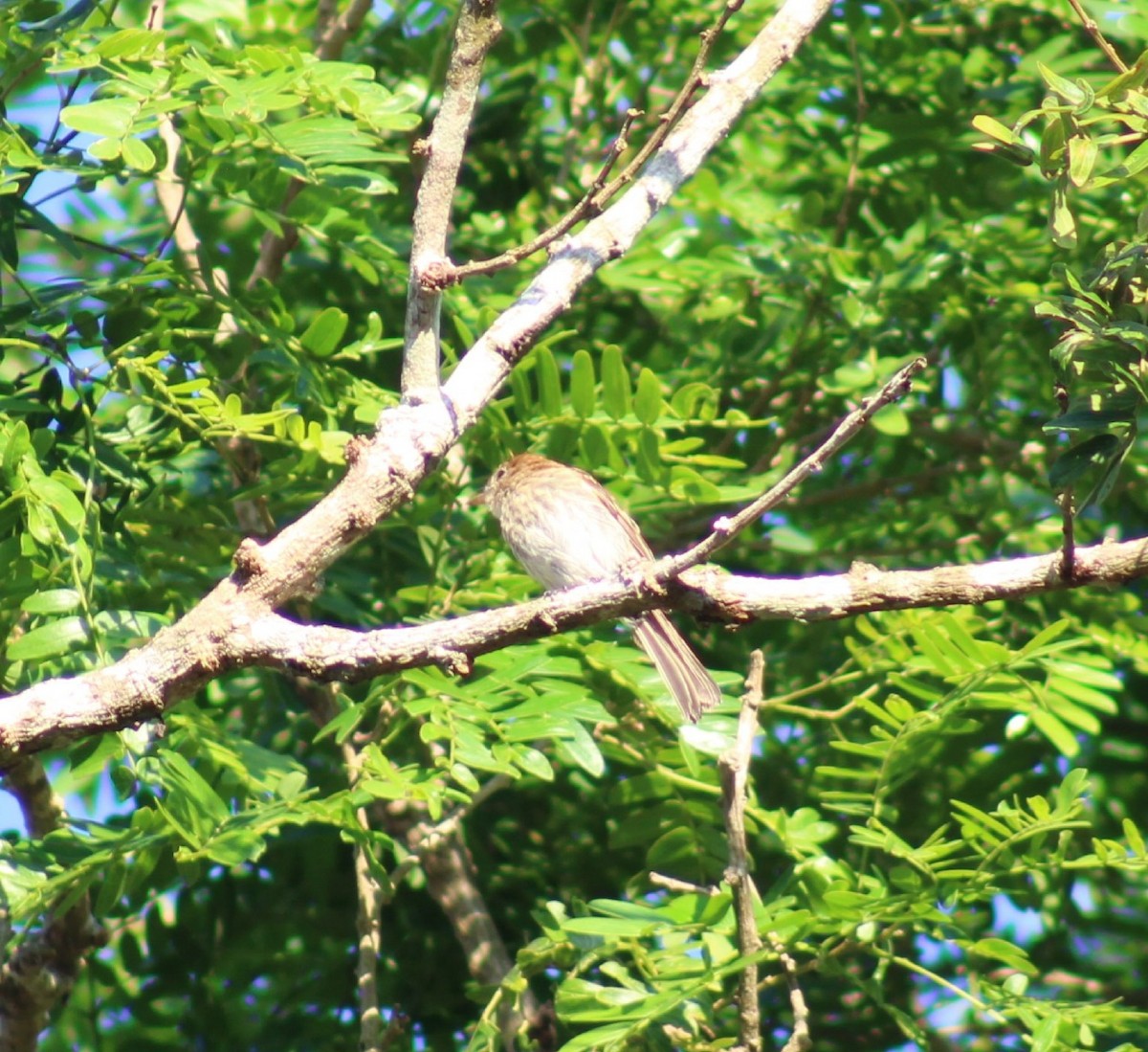 Bran-colored Flycatcher - Franziska Riedel