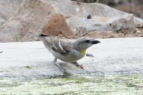 Yellow-throated Sparrow - ML620492721