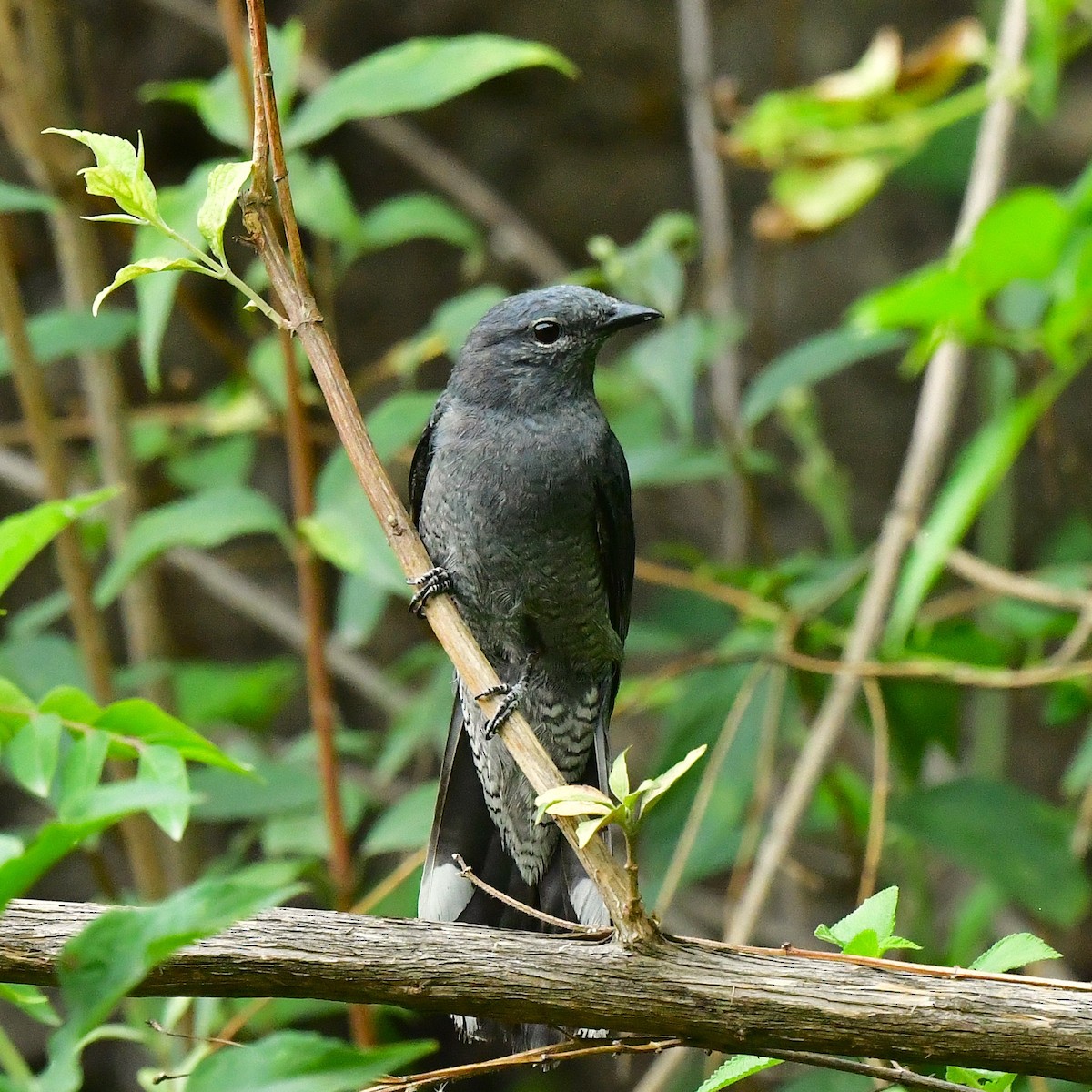 Black-winged Cuckooshrike - ML620492723