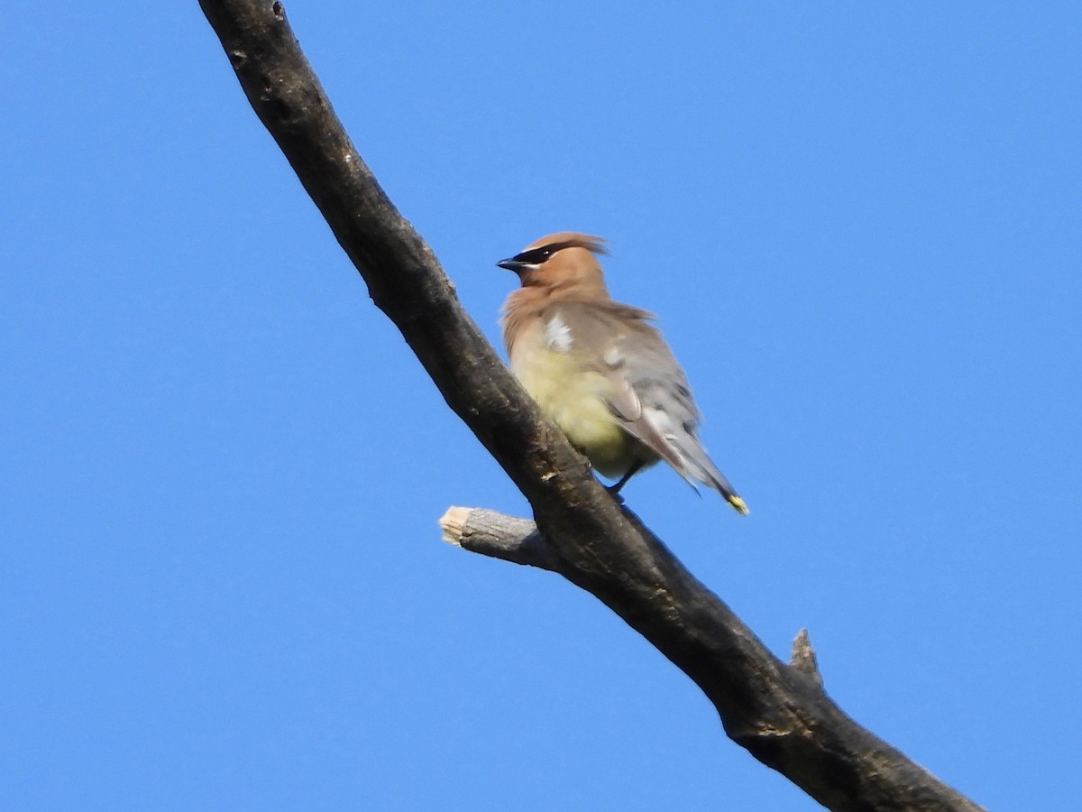 Cedar Waxwing - ML620492726